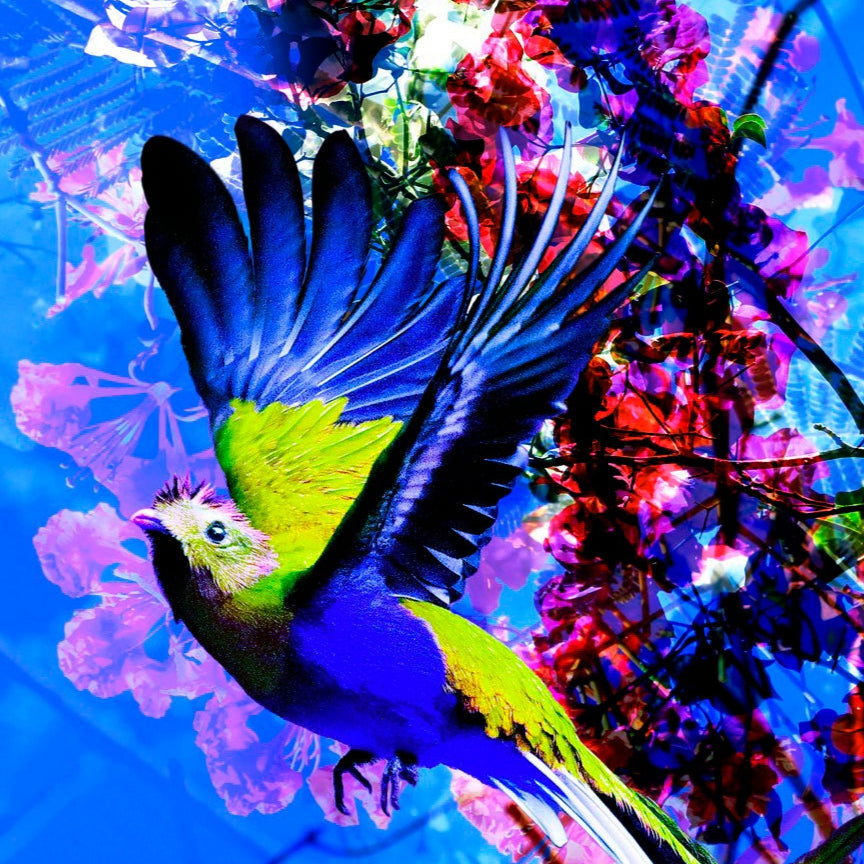 Mexique Bugambilia Azul