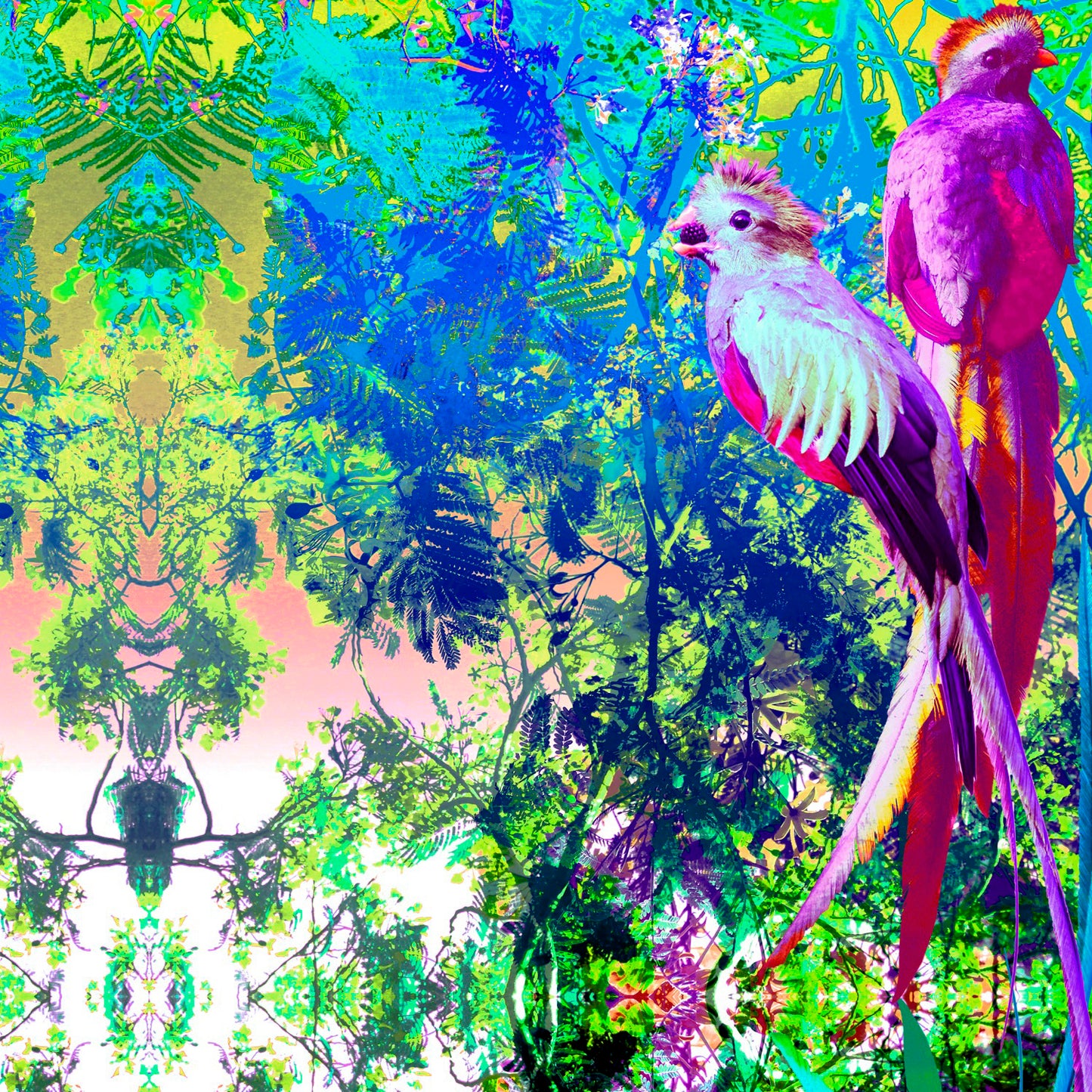 Mexique Quetzal Violeta