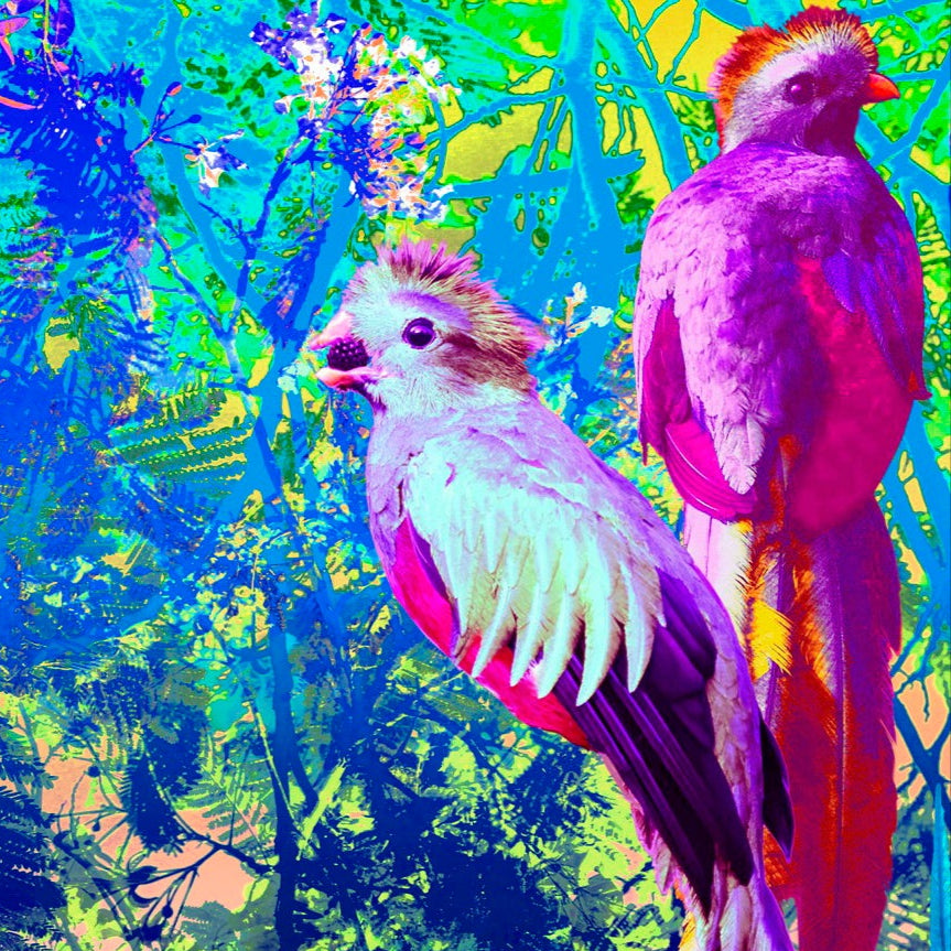 Mexique Quetzal Violeta