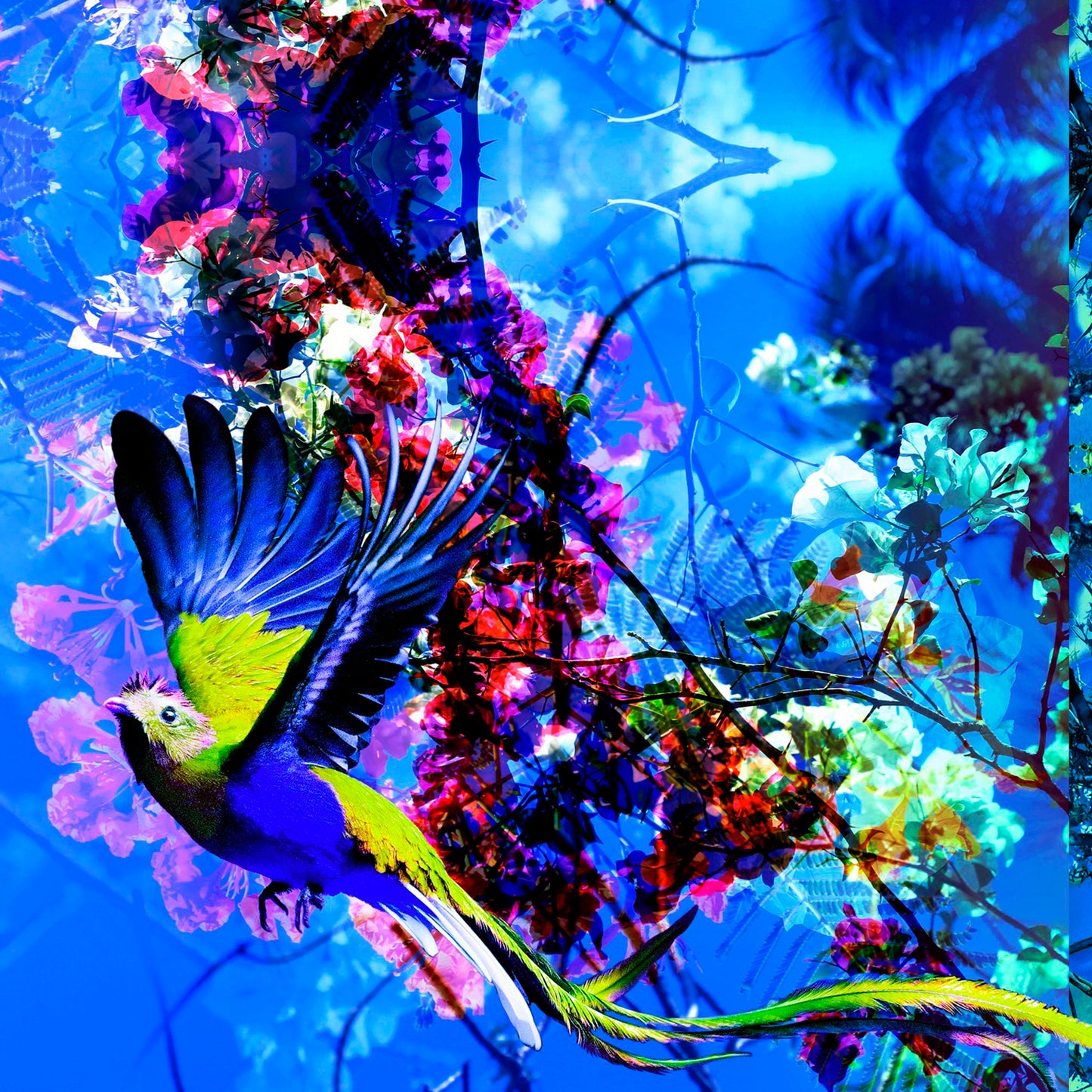 Bugambilia Azul