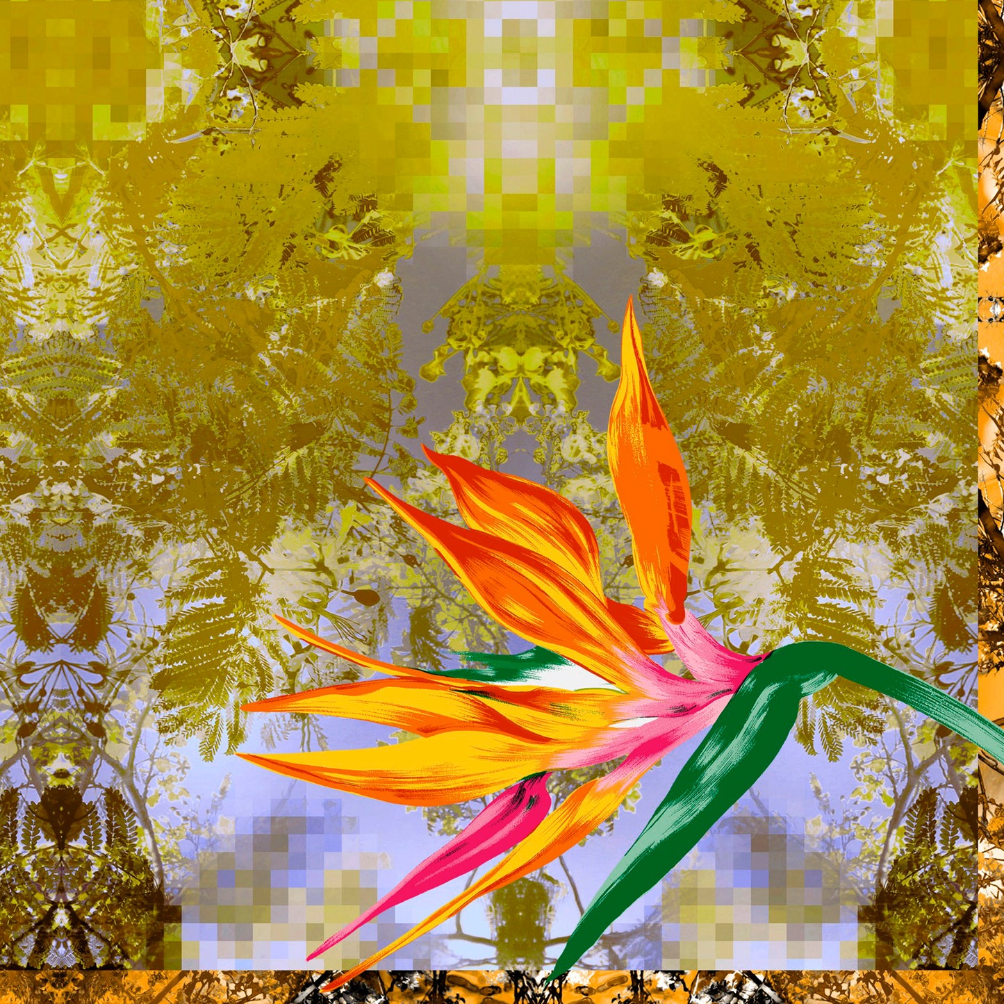 Bird of paradise