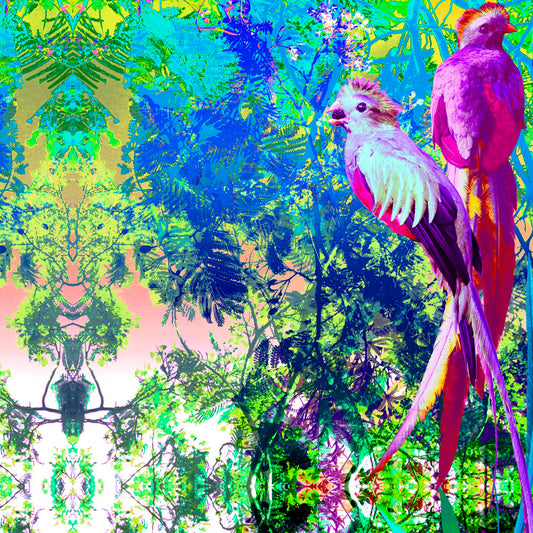 Mexique Quetzal Violeta
